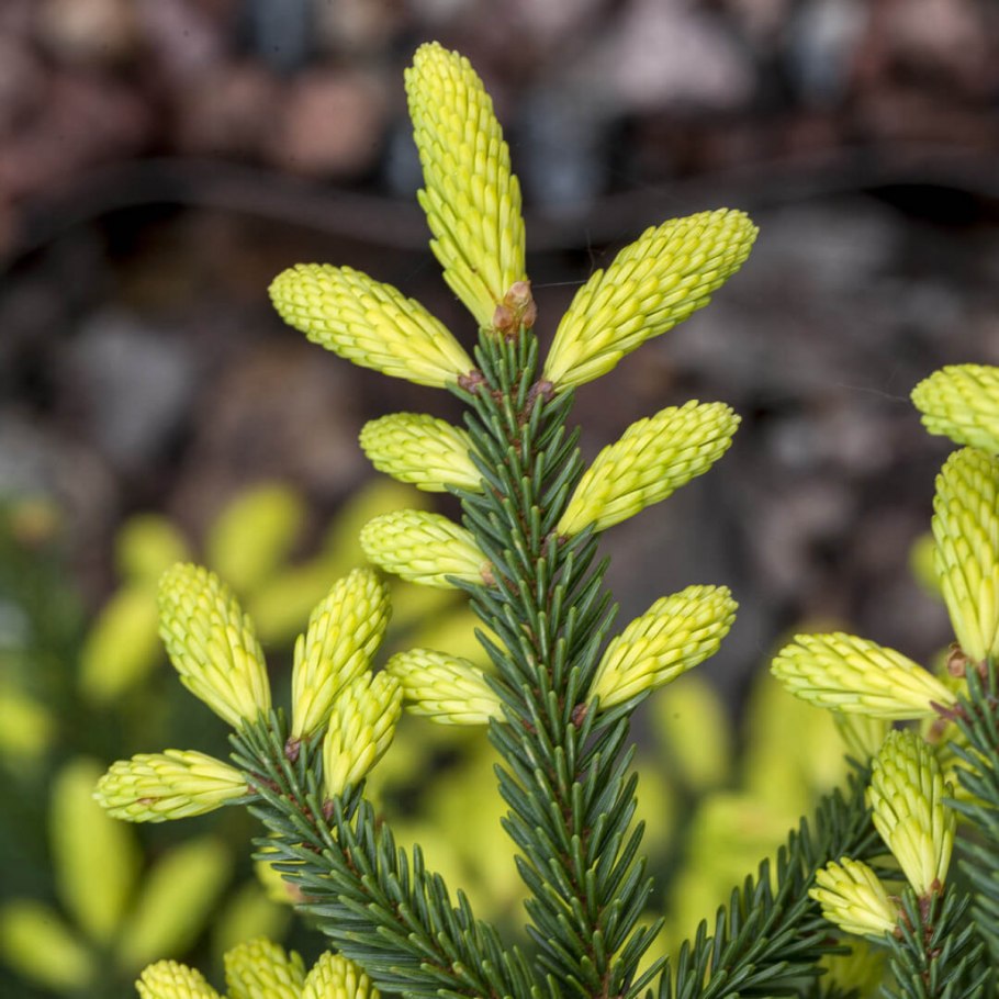 Picea orientalis