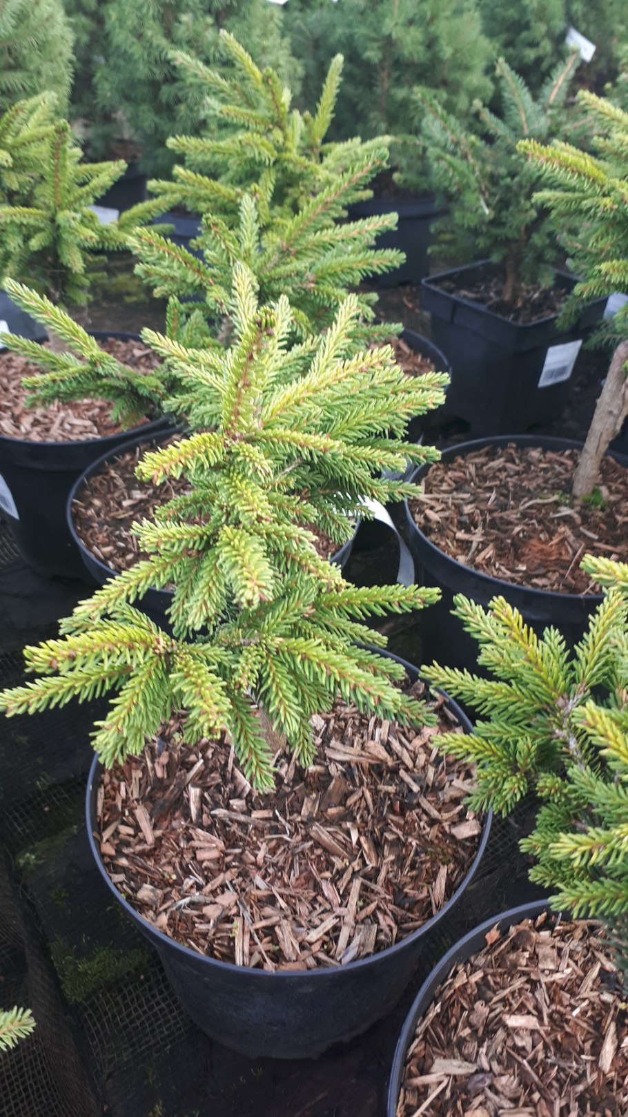 Picea orientalis Aurea