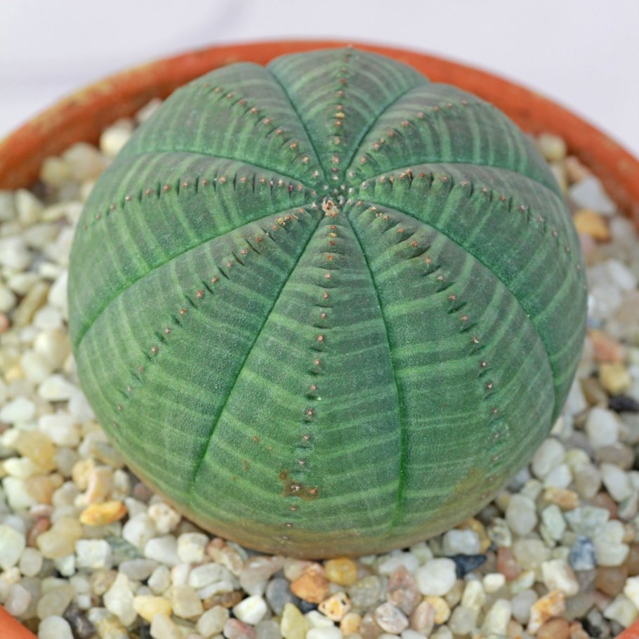 Молочай шаровидный (Euphorbia globosa)