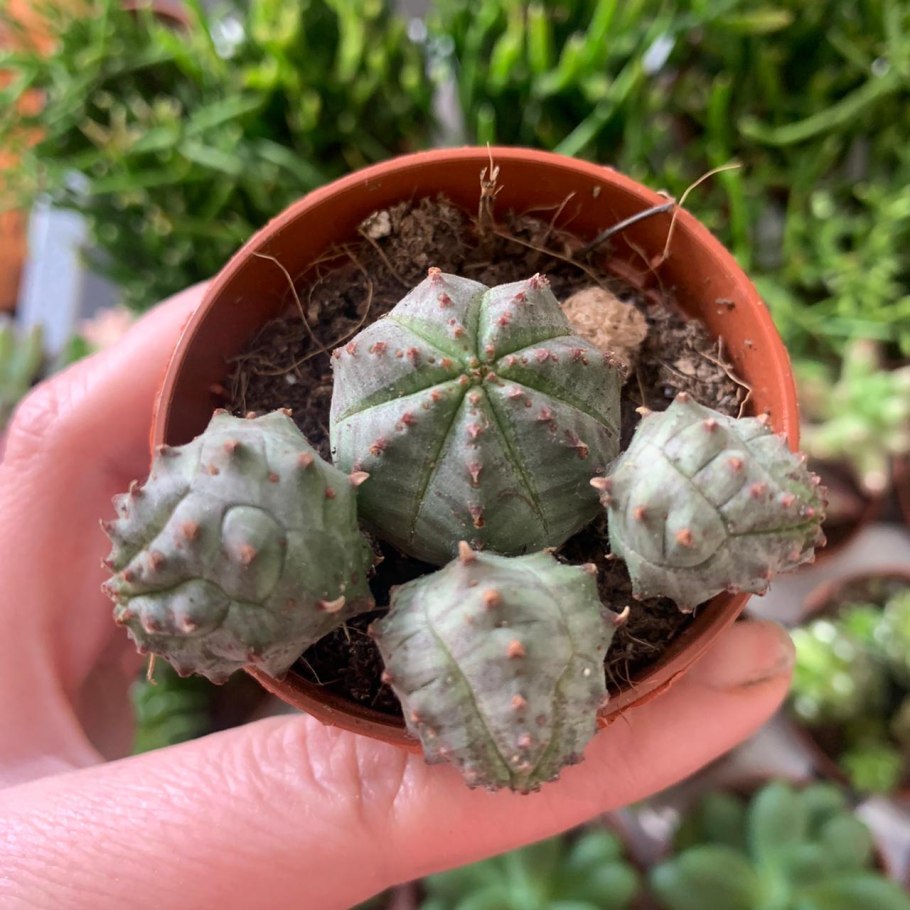 Euphorbia globosa суккулент