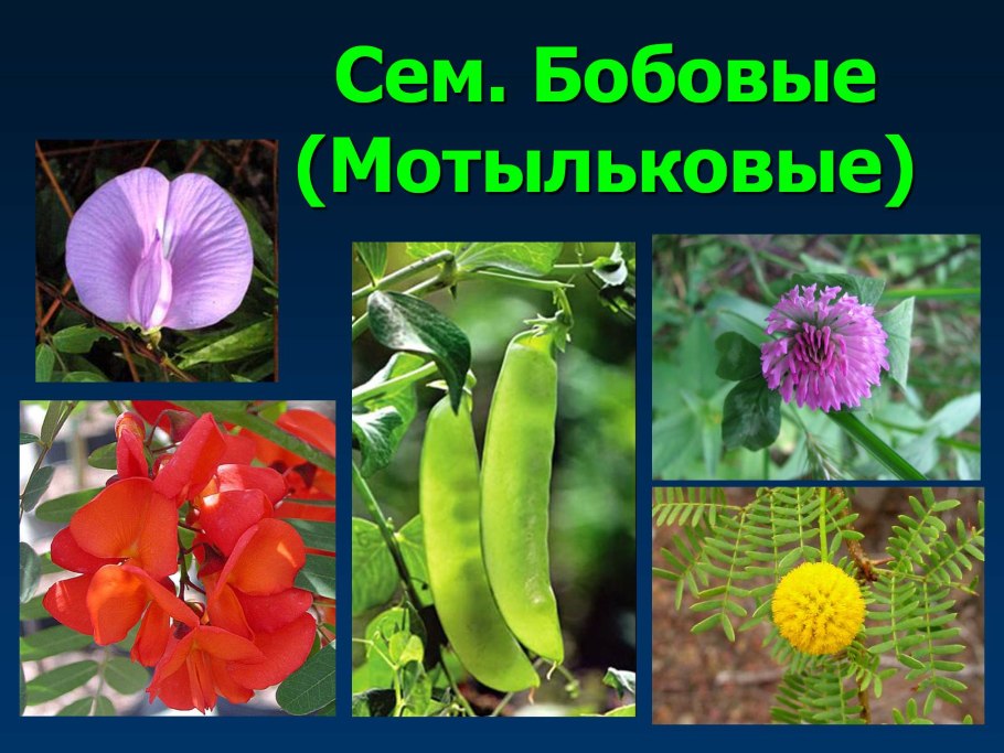 Растения семейства Мотыльковые