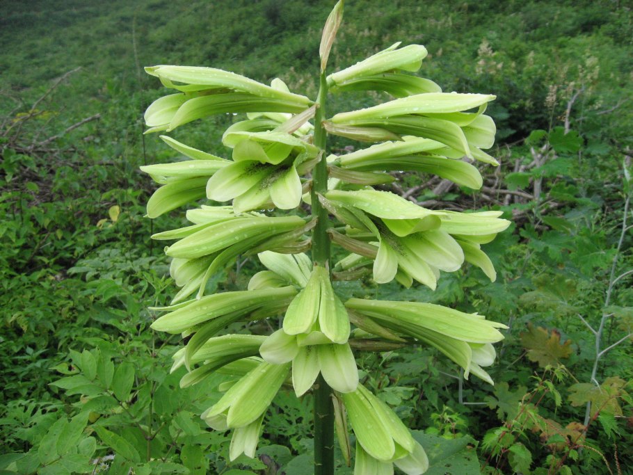 Guilandina bonduc