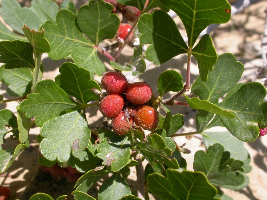 Солодка (Glycyrrhiza)