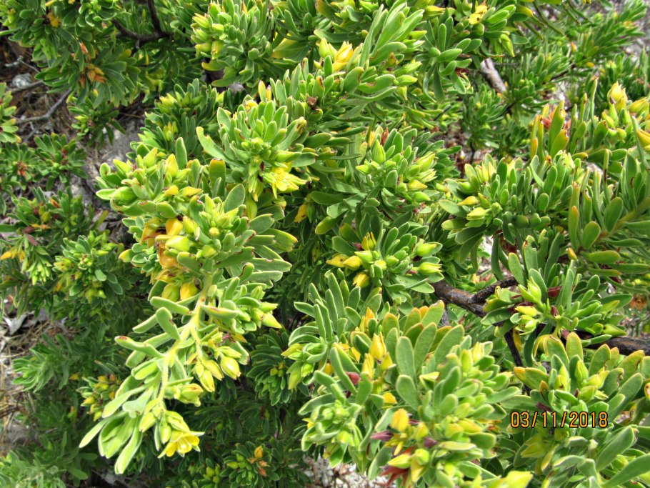 Солодка Уральская (Glycyrrhiza uralensis)