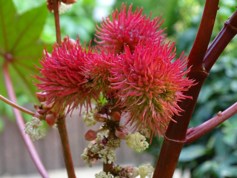Сумах дубильный (Rhus coriaria