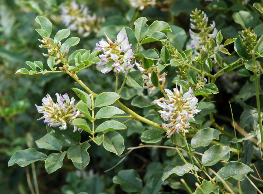 Солодка Glycyrrhiza glabra
