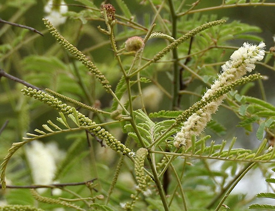 Сибирка Алтайская (Sibiraea altaiensis)