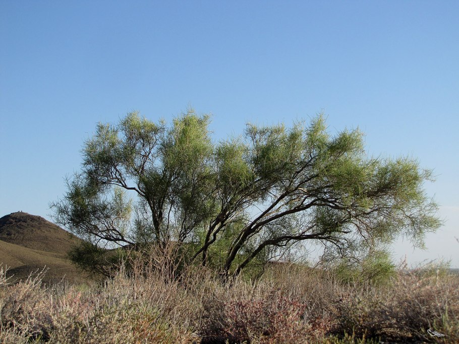 Саксаул белый (Haloxylon persicum)