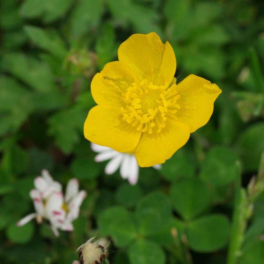 Лютик ползучий Ranúnculus répens