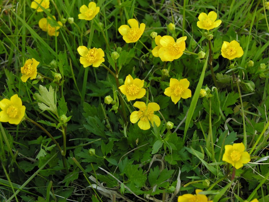 Лютик ползучий Ranúnculus répens