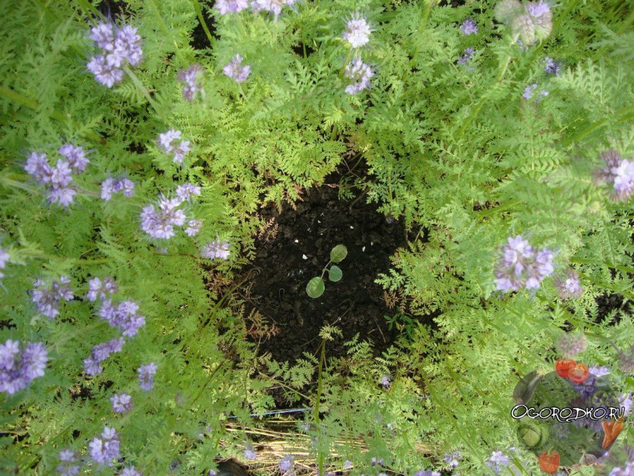 Romanzoffia sitchensis