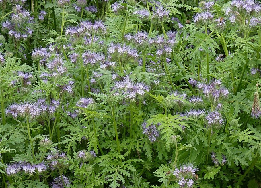 Пижмолистная фацелия пижмолистная