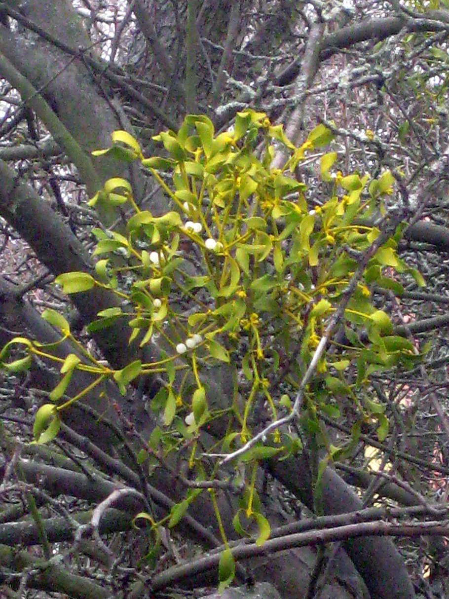 Фацелия в дикой природе