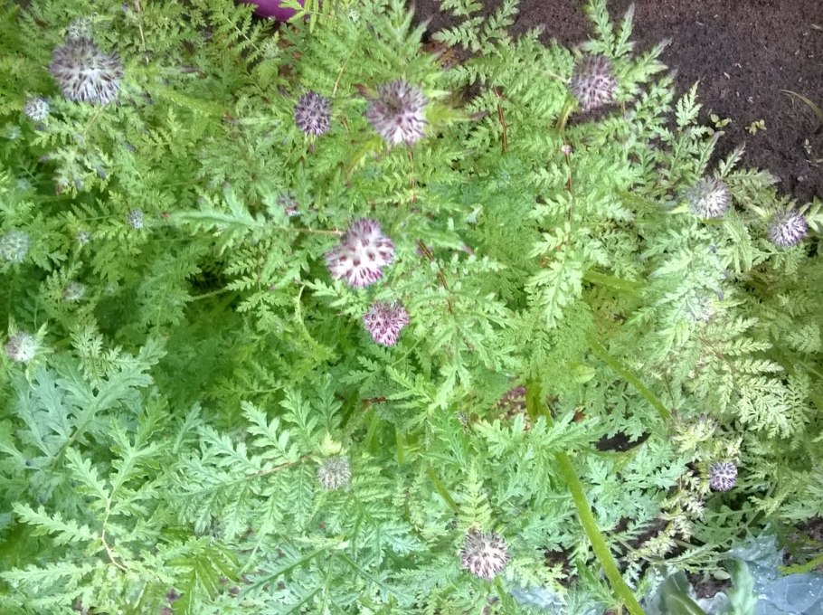 Фацелия корень