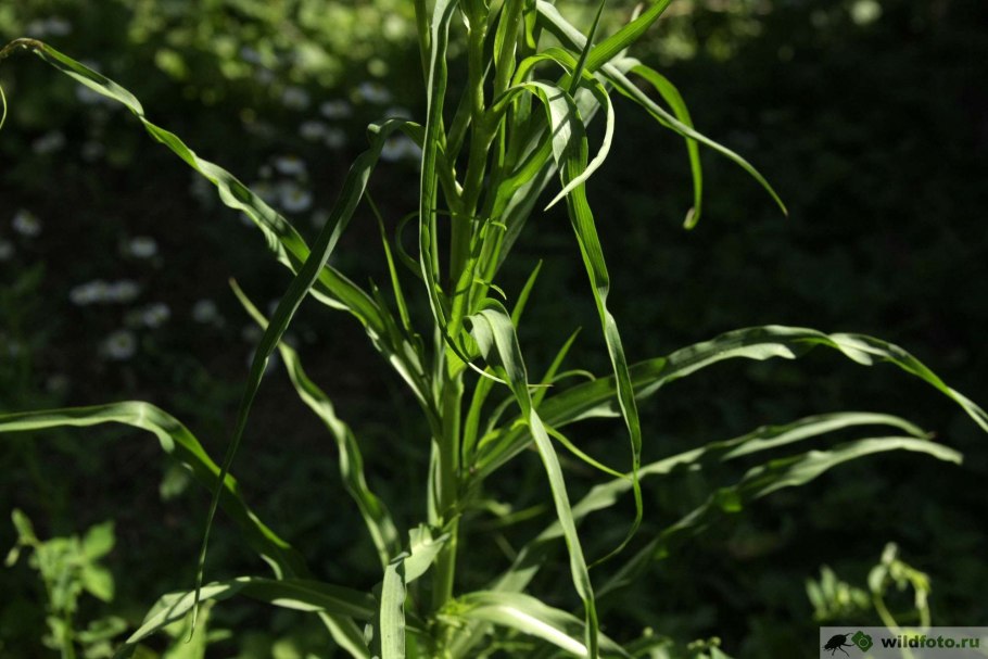 Звездчатка злаковая