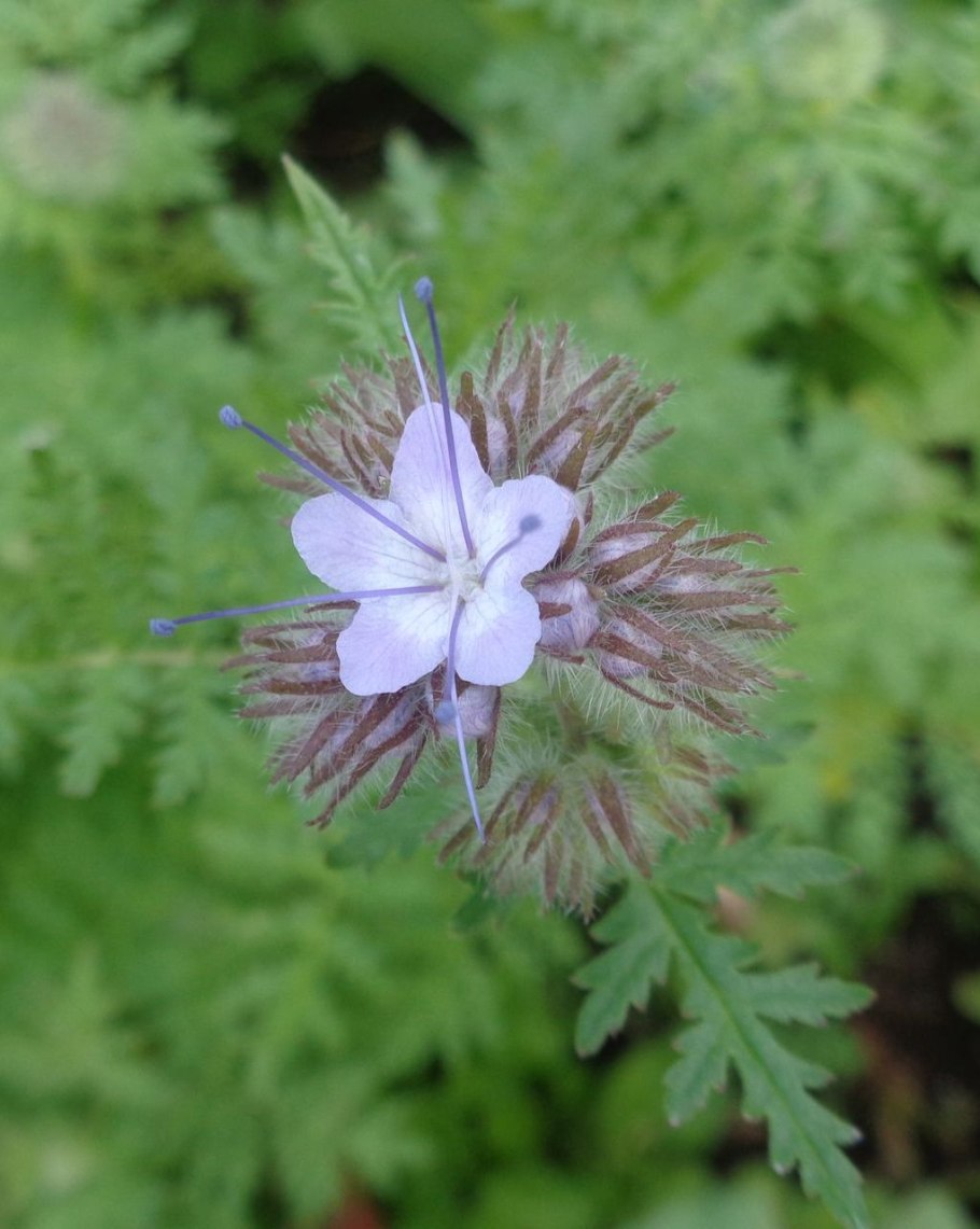 Американская Незабудка