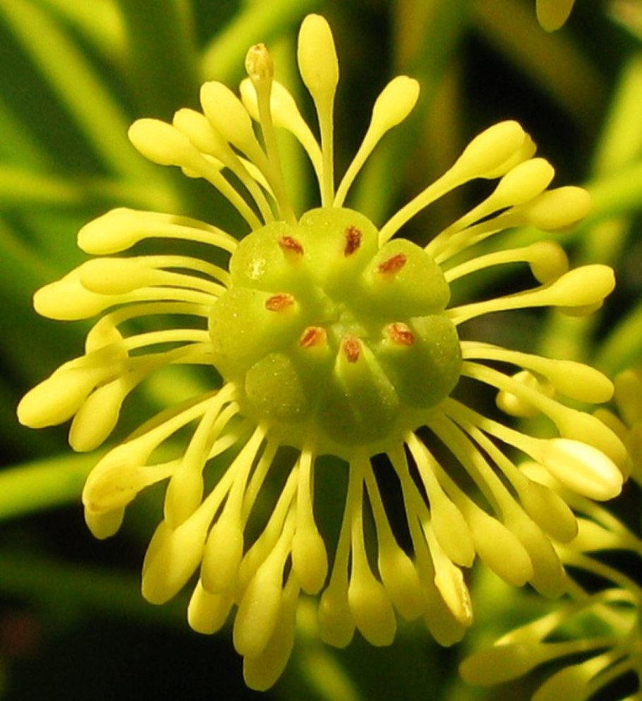 Trochodendron aralioides