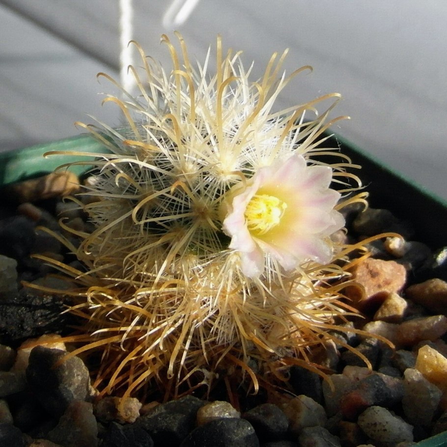 Маммиллярия хернандези Mammillaria hernandezii