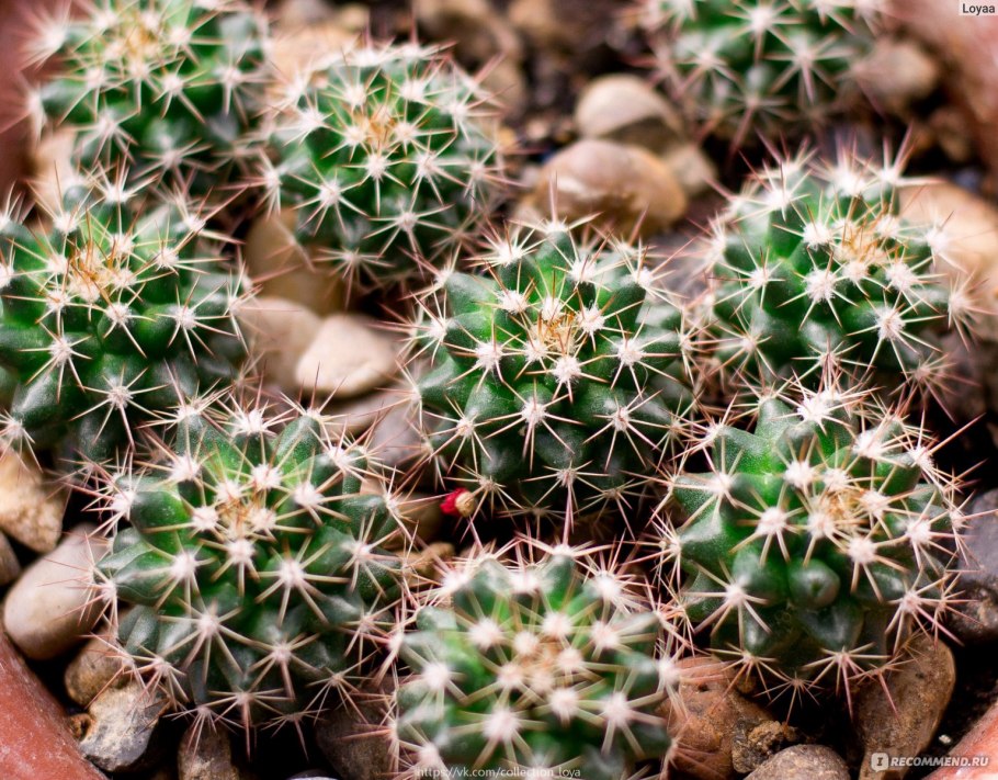 Mammillaria backebergiana Кактус