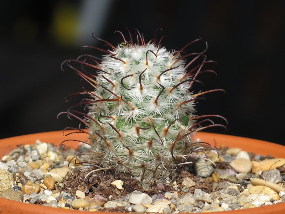 Mammillaria bombycina subsp perezdelarosae