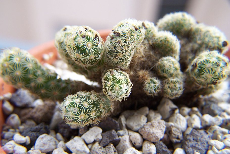 Маммиллярия моеллериана