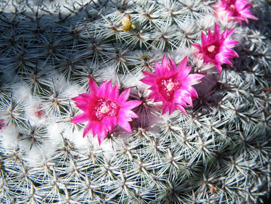 Маммиллярия klissingiana