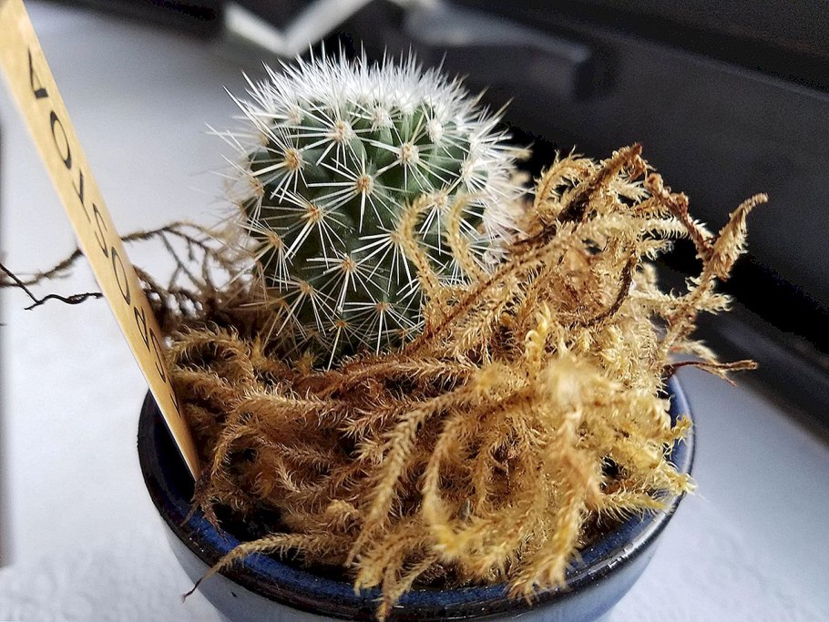 Маммиллярия толука