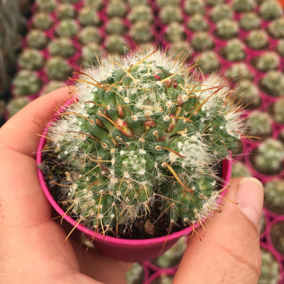 Маммиллярия Маркса