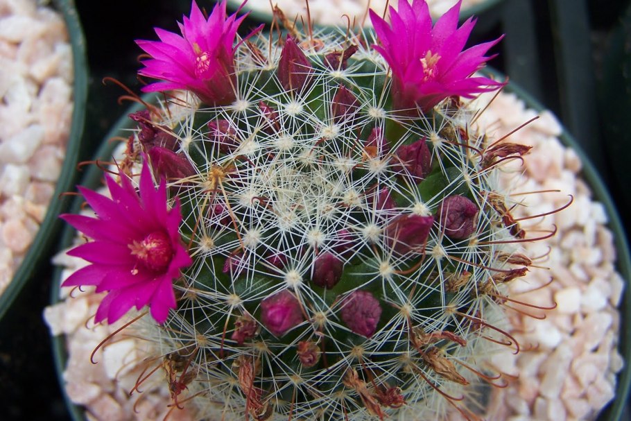 Маммиллярия Маркса