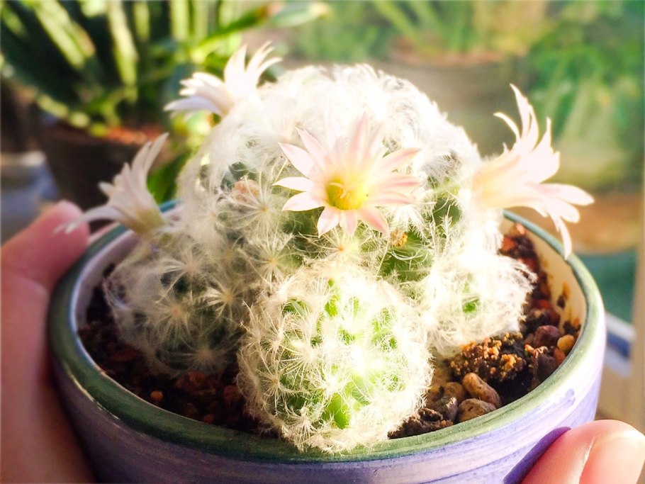 Маммиллярия шидеана