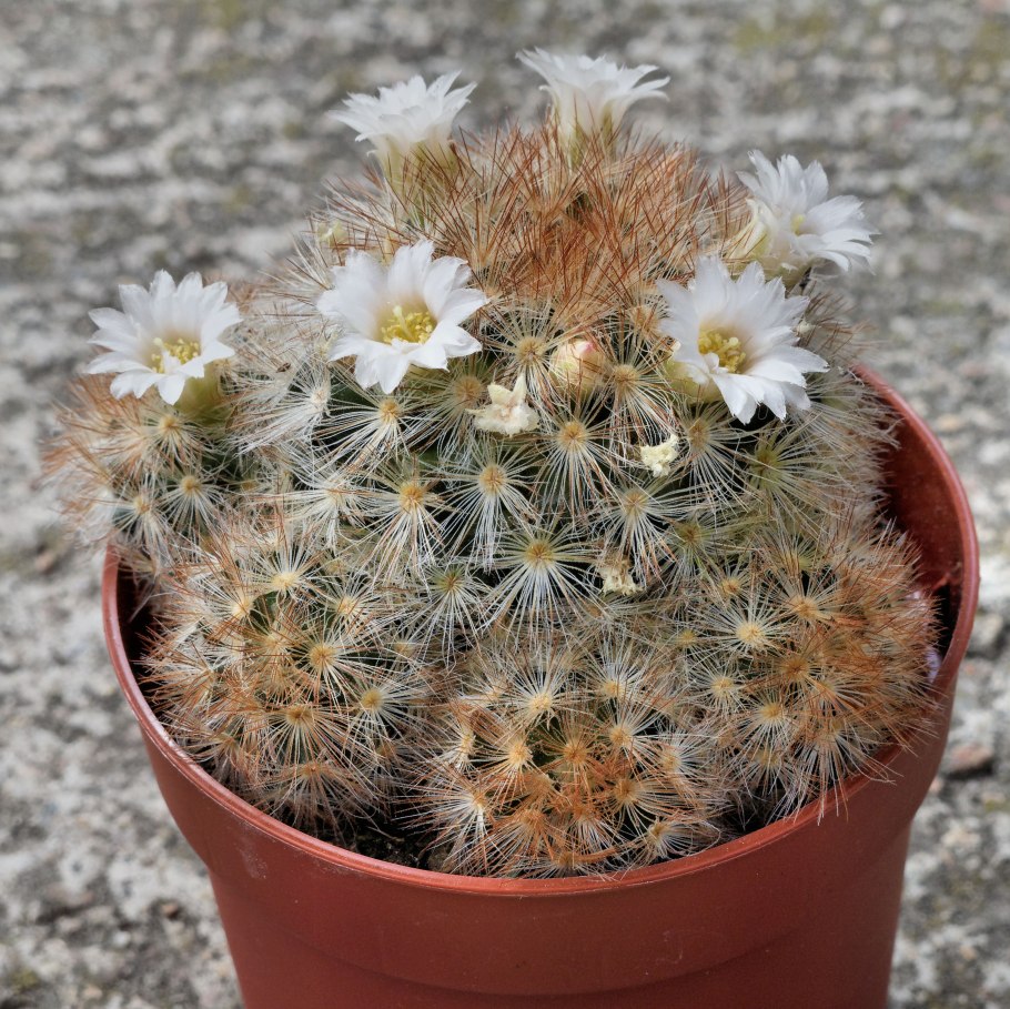 Маммиллярия бамбуцина