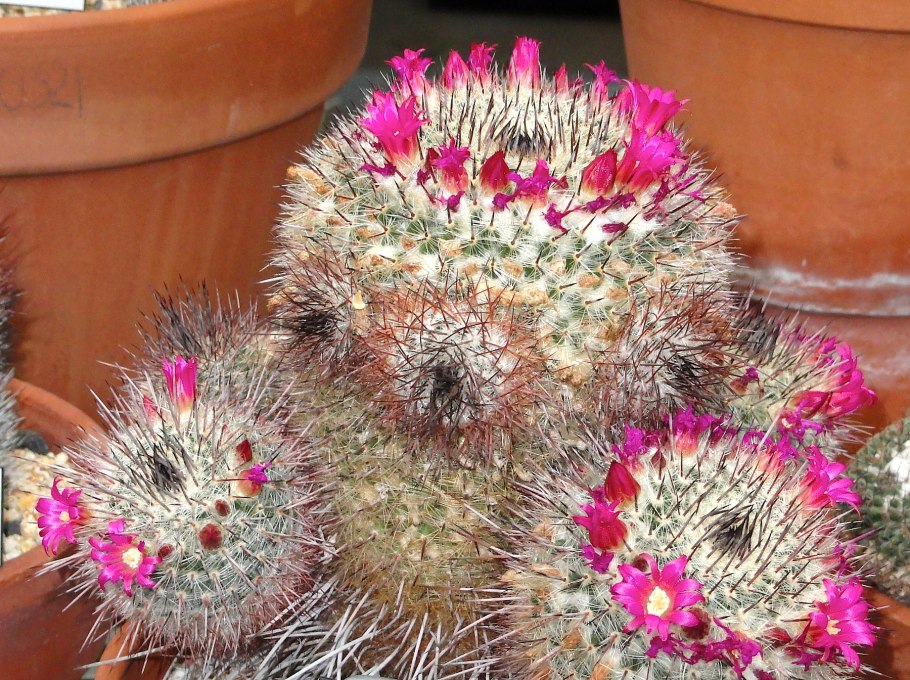 Маммиллярия цейльманниана