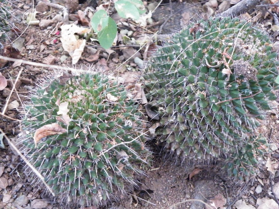 Маммиллярия Killzero Hitori