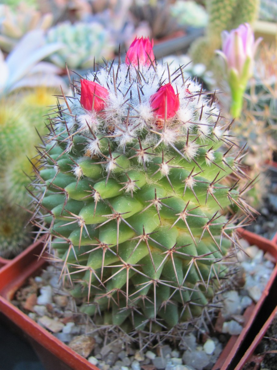 Список кактусов