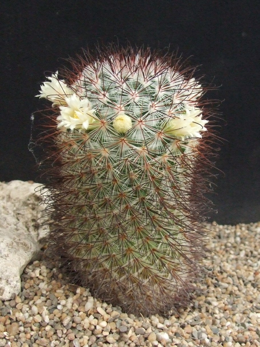 Маммиллярия Белоконская