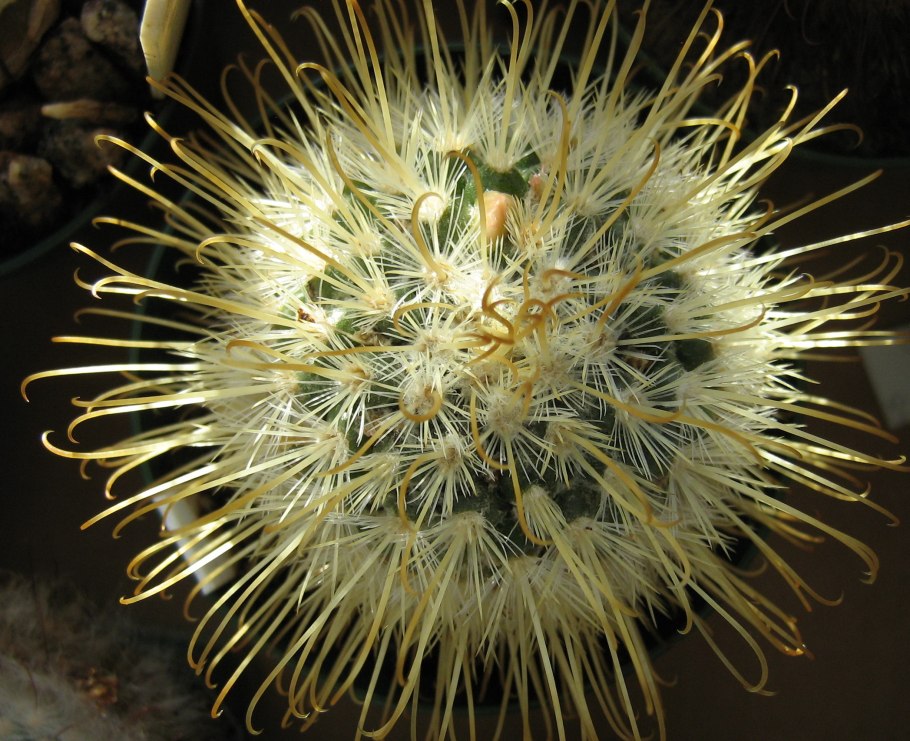 Маммиллярия гибрид CV Тоумея книппелианус