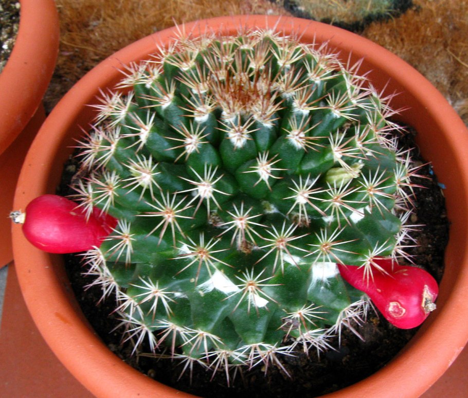 Маммиллярия хаагена