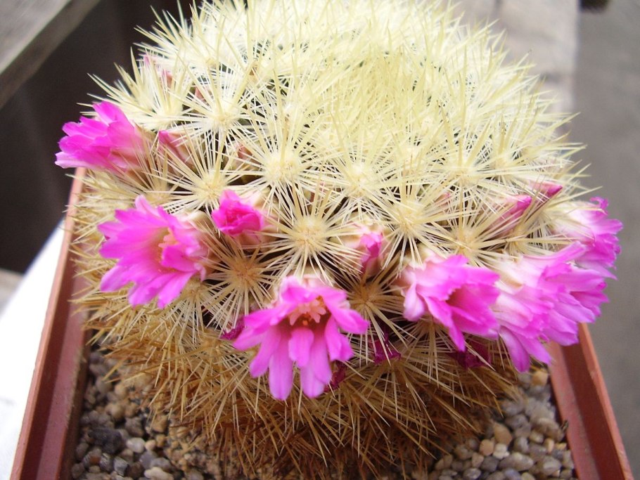 Маммиллярия Долихотеле