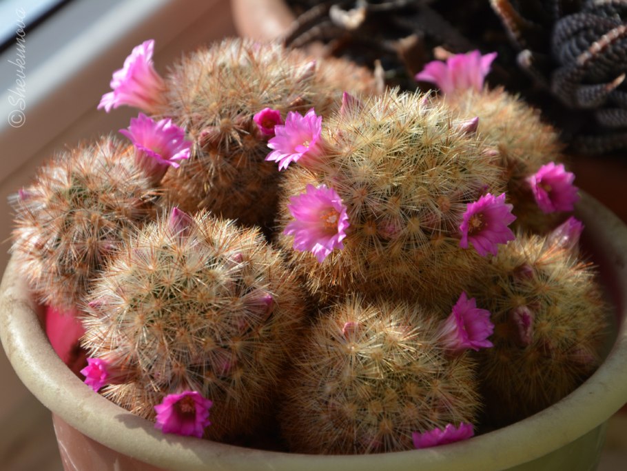 Маммиллярия бокасана