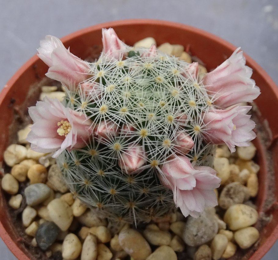 Кактус Mammillaria voburnensis