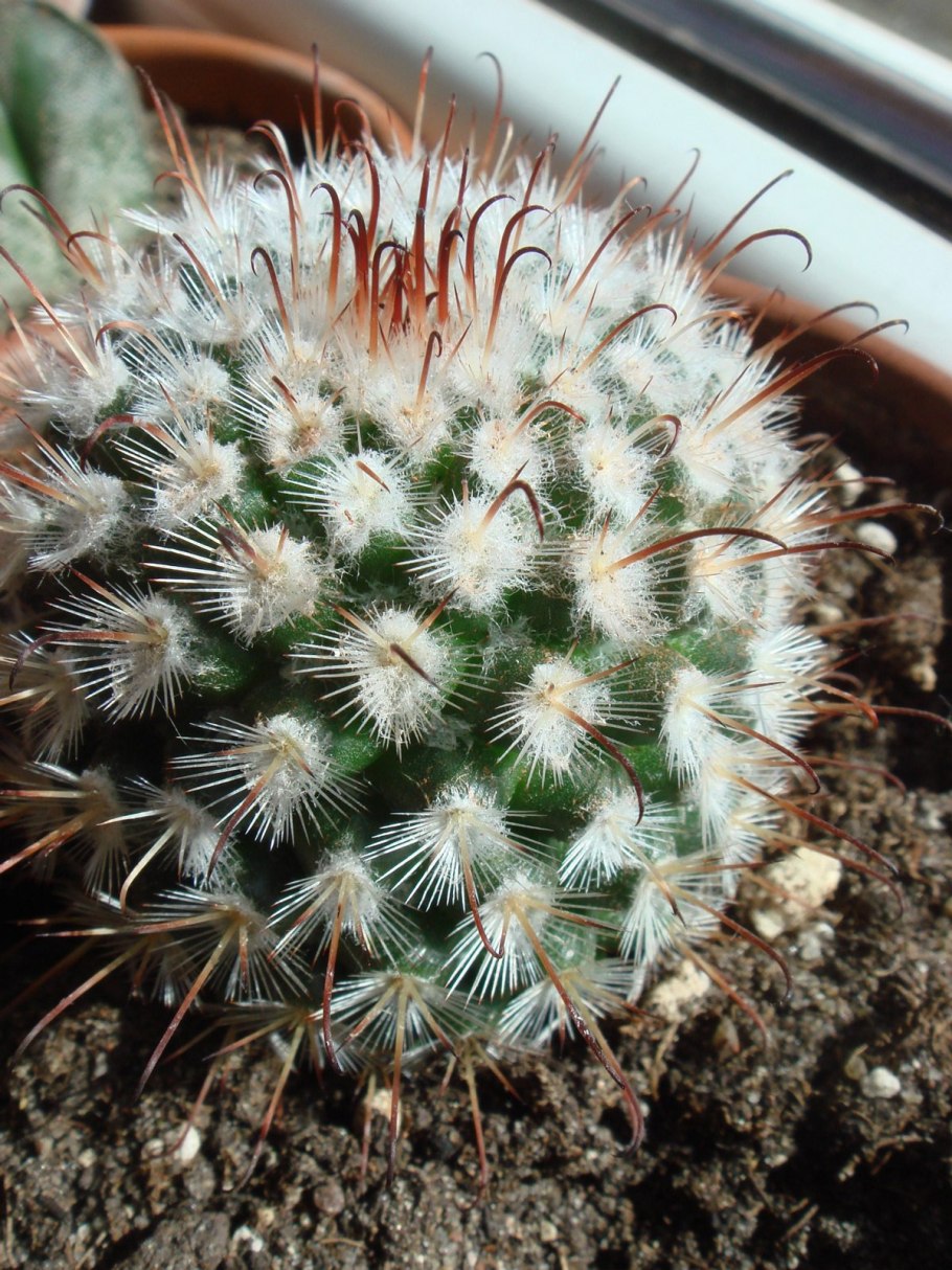 Маммиллярия Лауи