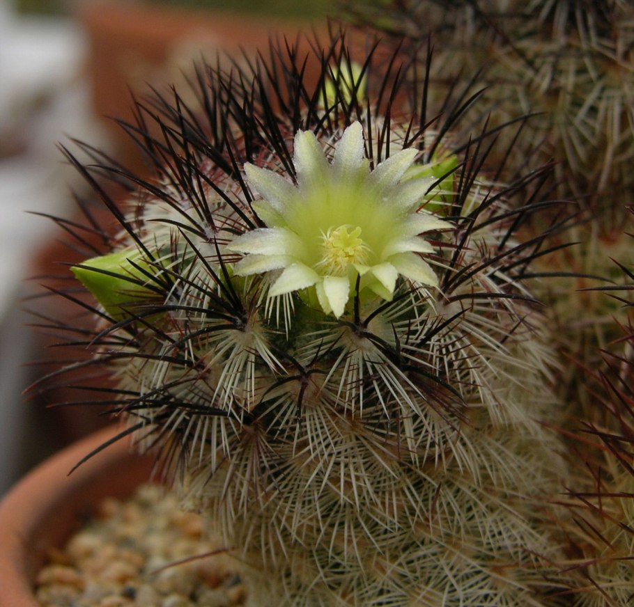 Маммиллярия цереус