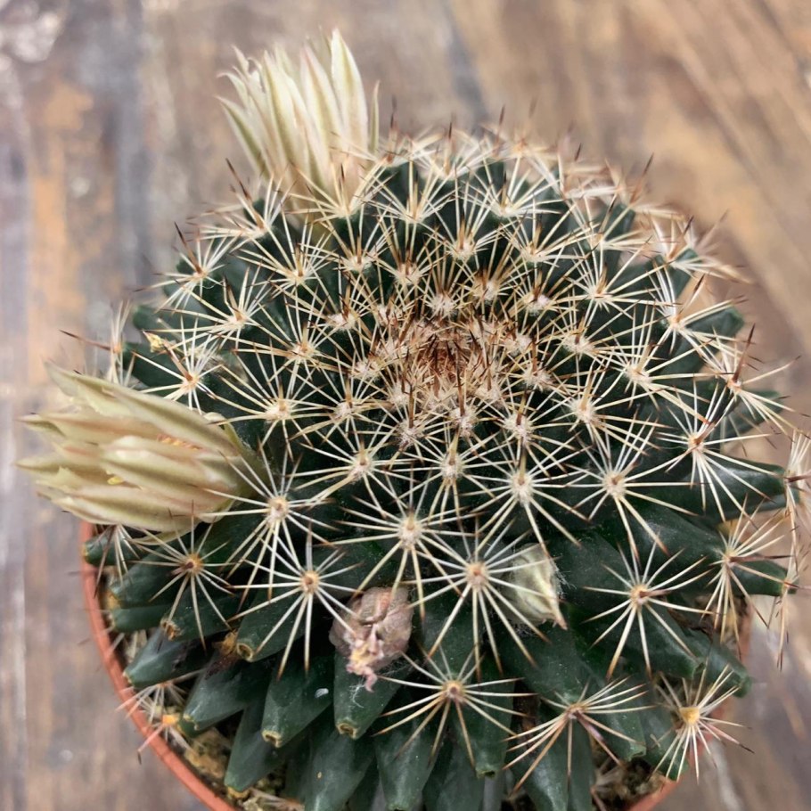 Маммиллярия перистая