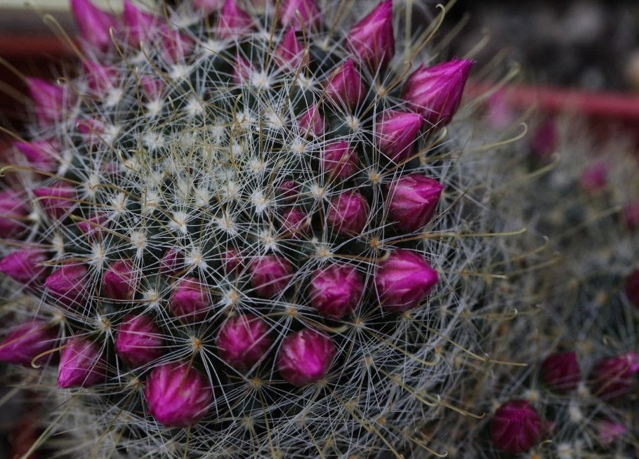 Mammillaria zephyranthoides