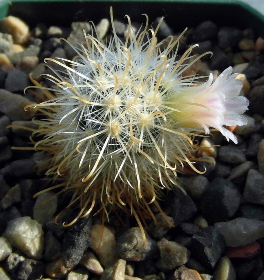 Mammillaria hidalgensis
