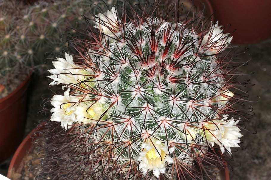 Маммиллярия моеллериана