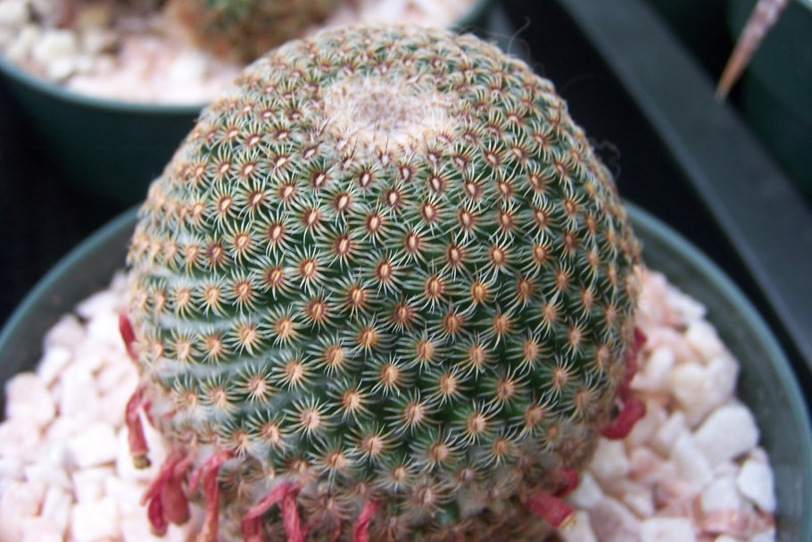 Кактус Маммиллярия элонгата