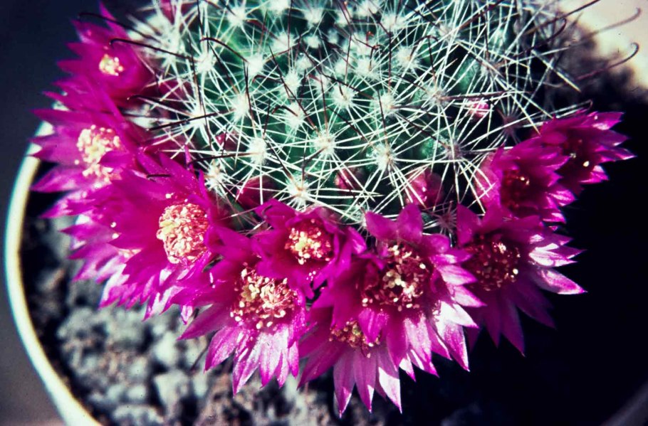 Маммиллярия perezdelarosae