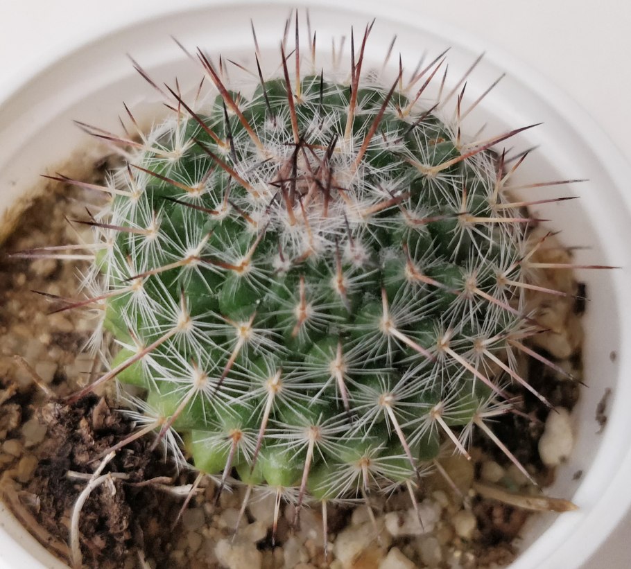 Маммиллярия цейльманниана