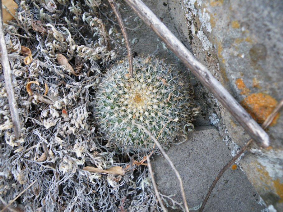 Кактус Маммиллярия микрохелия